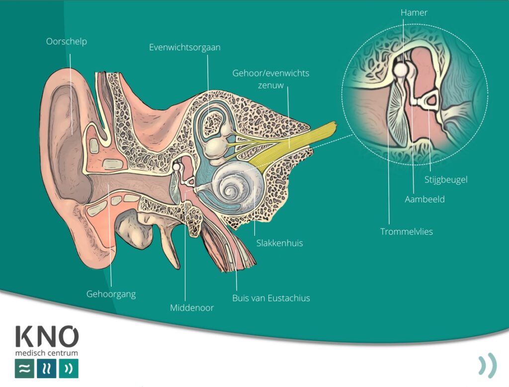 Tubadysfunctie (buis van Eustachius) - KNO MEDISCH CENTRUM